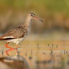 Vodous rudonohy - Tringa totanus - Common Redshank 6771